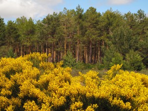 Pinares