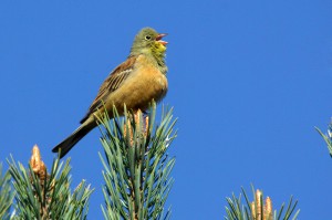 Pinar de Camposagrado