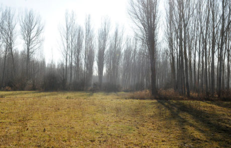 12213-Campo
