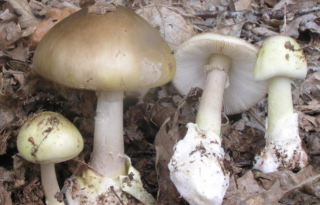 23206-Amanita-phalloides
