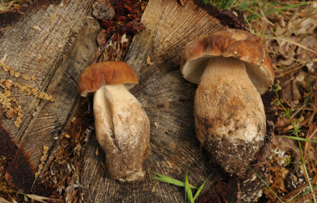23207-Boletus-aestivalis-reticulatus