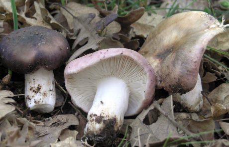 23209-Russula-cyanoxantha