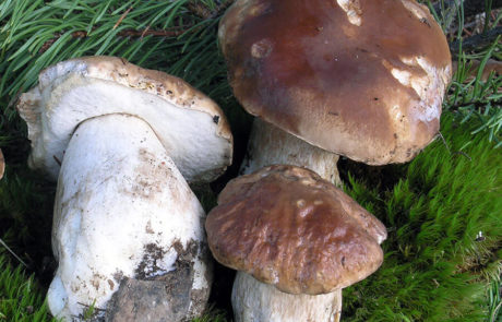23210-Boletus-edulis