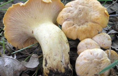 23213-Cantharellus-subpruinosus