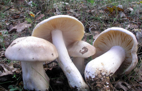 23214-Entoloma-sinuatum=E.-lividum