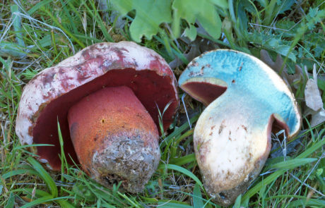 23215-Boletus-rhodoxanthus