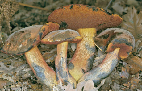 23216-Boletus-erythropus
