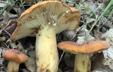 23218-Lactarius-volemus