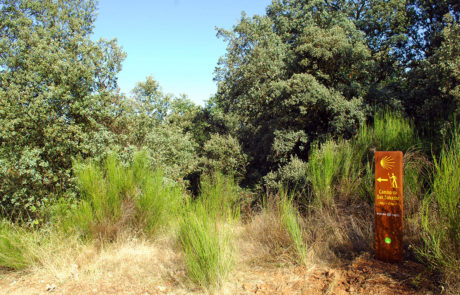 33006-Camino-de-San-Salvador-Cabanillas